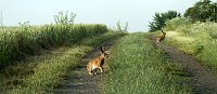 Bild: Feldhasen am Sommermorgen