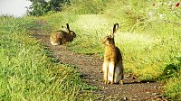 Bild: Feldhasen am Sommermorgen