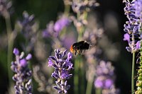 Unterwegs in Wald und Wiese Bild: Unterwegs in Wald und Wiese
