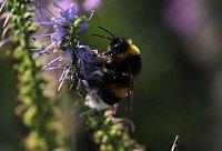 Unterwegs in Wald und Wiese Bild: Unterwegs in Wald und Wiese