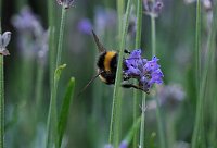 Unterwegs in Wald und Wiese Bild: Unterwegs in Wald und Wiese