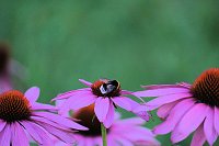 Unterwegs in Wald und Wiese Bild: Unterwegs in Wald und Wiese
