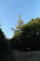 Bild: Peter Blei beim Waldspaziergang