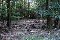 Bild: Peter Blei beim Waldspaziergang