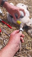 Die Störche werden beringt. Bild: Die Störche werden beringt.