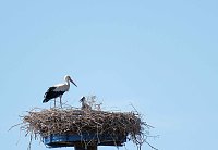 Bild: Impressionen vom Stausee Kelbra
