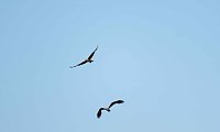 Bild: Impressionen vom Stausee Kelbra