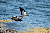 Bild: Impressionen vom Stausee Kelbra