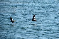 Bild: Impressionen vom Stausee Kelbra