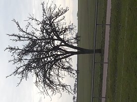Bild: Wolken &uuml;ber einem knorrigen Baum in Arnstedt