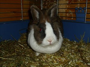 Kleine Racker