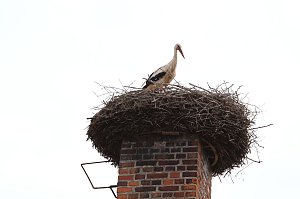 Jungst&ouml;rche werden beringt