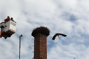 Jungst&ouml;rche werden beringt