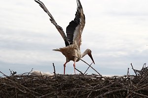 Jungst&ouml;rche werden beringt