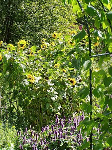 Kräutergarten