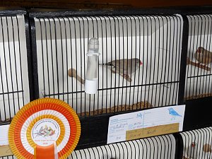 Ziergefl&uuml;gelausstellung