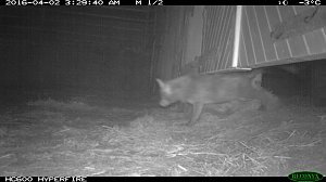 Fuchs auf Beutejagd