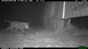 Fuchs auf Beutejagd