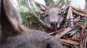 Grausame Jagd auf K&auml;ngurus