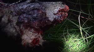 Grausame Jagd auf K&auml;ngurus
