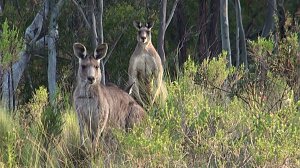 Grausame Jagd auf K&auml;ngurus