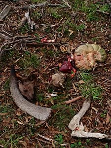 Grausame Jagd auf K&auml;ngurus