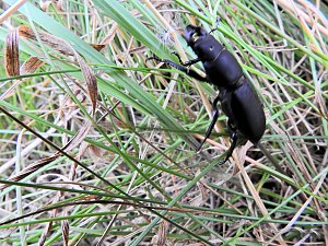 Hirschk&auml;fer entdeckt