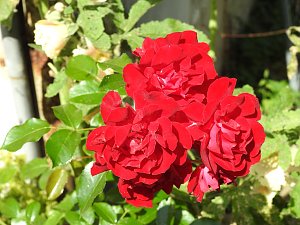 Die Rosenburg
