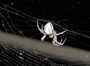 Spinnen im Mondschein am Goitzsche See