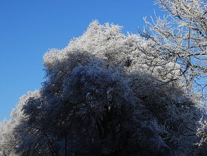 Ein Traum in Weiß