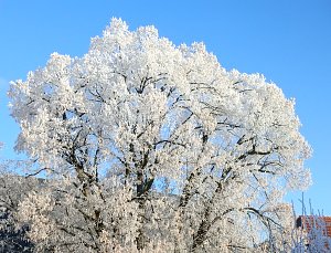 Ein Traum in Weiß