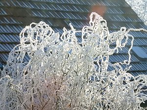 Ein Traum in Weiß