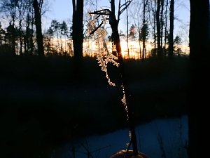 Ein Traum in Weiß