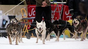 Schlittenhunderennen in Hasselfelde
