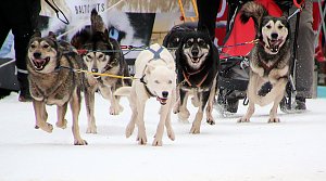 Schlittenhunderennen in Hasselfelde