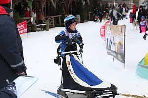 Schlittenhunderennen in Hasselfelde