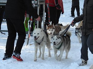 Schlittenhunderennen in Benneckenstein