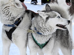 Schlittenhunderennen in Benneckenstein