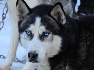 Schlittenhunderennen in Benneckenstein