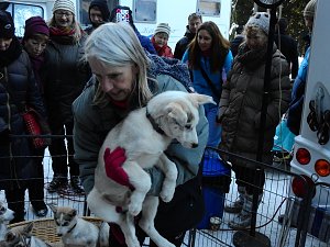 Schlittenhunderennen in Benneckenstein
