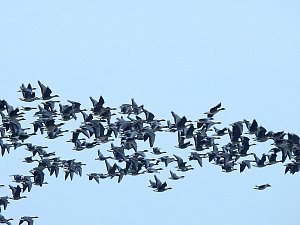 Wildg&auml;nse am K&ouml;ckernsee
