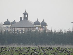 Wildg&auml;nse am K&ouml;ckernsee