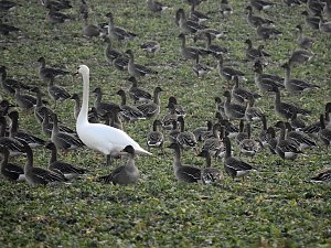 Wildg&auml;nse am K&ouml;ckernsee