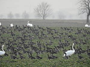 Wildg&auml;nse am K&ouml;ckernsee