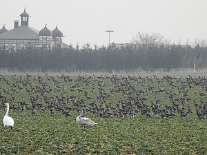 Wildg&auml;nse am K&ouml;ckernsee