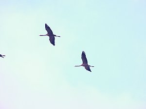 Wildg&auml;nse am K&ouml;ckernsee