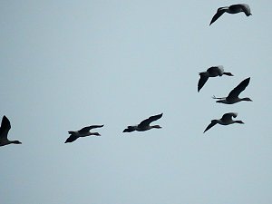 Wildg&auml;nse am K&ouml;ckernsee