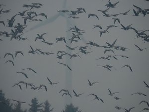 Wildg&auml;nse am K&ouml;ckernsee