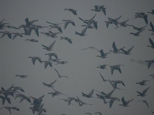 Wildg&auml;nse am K&ouml;ckernsee