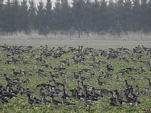Wildg&auml;nse am K&ouml;ckernsee